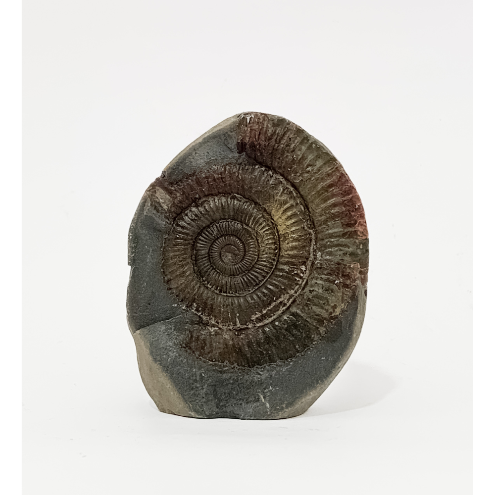 Dactylioceras Commune - Fossil