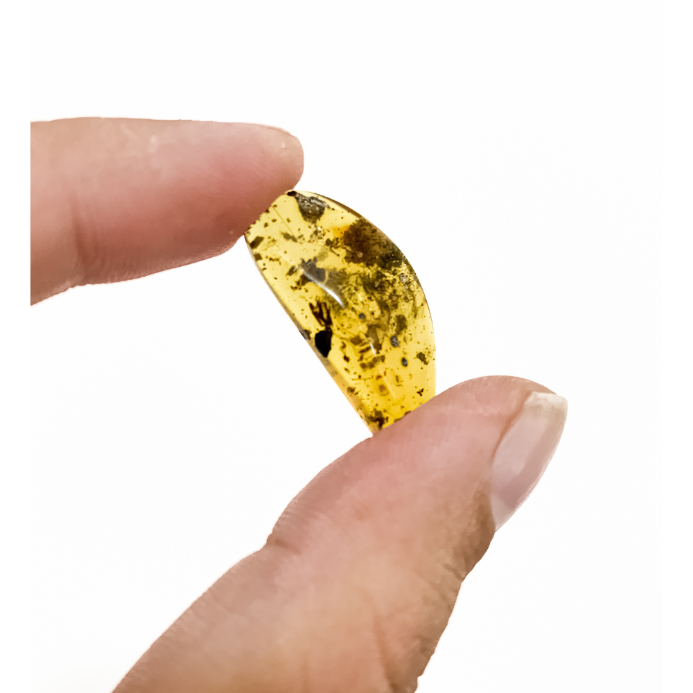 Polished Burmese Amber (Extremely Rare) - Contains Insects - (Collection)